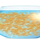 금붕어PC 이미지