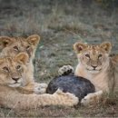 콩닥 동물병원 이미지