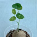 동글댕글 이미지