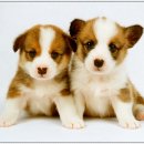 청량리 슬기 동물병원 이미지