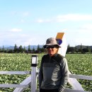 회산백련지 이미지