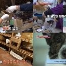 송치농장 세계일보