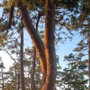 여인송빌리지 이미지