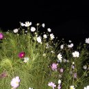 곰배령 팜스테이 이미지