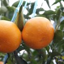 건영농장 이미지