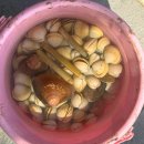 태안반도 여행 / 몽산포 해수욕장 맛조개 잡기, 신두리 해안사구 산책