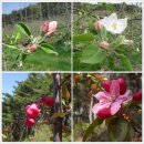 사과꽃향기 이미지