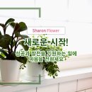 샤론의꽃