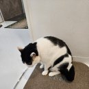 몽이냥이 | 캠핑고양이 양재점에서 고양이와 무릎냥이 힐링, 2000원뽑기로 고양이 에코백까지 받아간 후기!
