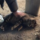 송도마늘통닭 | [맛집 371] 포항 송림통닭 포항 송도해수욕장 맛집 추천 ★ _ 가마솥마늘통닭 포장 후기