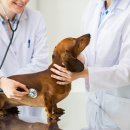 우리집강아지 이미지