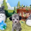 멍블랑 반려견미용실 | 김천 혁신 애견미용실 멍블랑 강력추천