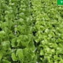 일품농장 이미지