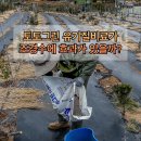 토토그린 사용법 유기질비료가 조경수에 정말 효과가 있을까?
