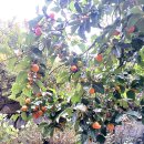 칠선마을회관 이미지