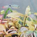 굿소일 | 초보자의 수초 어항 수초! 쿠바펄부터 레드카붐바까지 영플랜츠 수초 리얼 후기