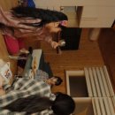 월오포레스트 이미지