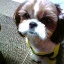 우리집 강아지 이미지