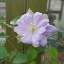 클레마티스 이미지