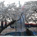 제15차 율초교30회동창 봄 소풍(남해 삼천포 고성 거가대교) 진해 벚 나들이 결산보고! 이미지