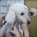 보람애견미용 | 김해애견미용학원 후기 자격증 수업 분위기 비용 솔직 정리