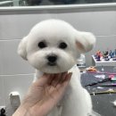 그녀의펫살롱 네이버블로그