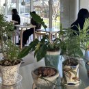 커피와소나무 이미지