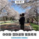 공원 | 서울근교 벚꽃 축제 과천 경마공원 후기 주차꿀팁