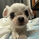 한결동물의료센터 네이버블로그