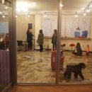 퍼피홀릭 이미지