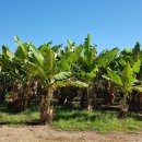 거야농장 이미지