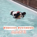 수동수영장 | 남양주 소소온기, 강아지 수영장 있는 힐링 애견카페 후기!
