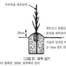 블루베리 묘목 심는 방법 이미지