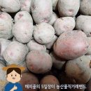 지리산엄천골 | 지리산 햇 수미감자 홍감자 산지직송
