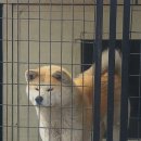레아 이미지