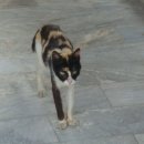 변이(미디어) 이미지