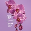 오키드 헤어 이미지