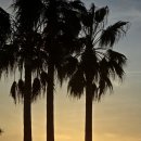 파란물가하얀집 | 제주/ 한담해안산책로 - 예배 - 한라체육관농수산물박람회 - 동문시장 - 애월일몰(2026. 3. 22)