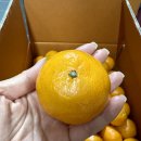 산내과수 | 제주 카라향 솔직 후기 🍊 봄 제철 과일 중 단연 최고 완전 만족 추천