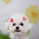 포비 펫 살롱 이미지