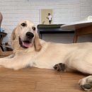 전원애견 이미지