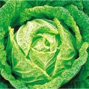 싱싱과일야채 이미지