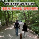 용문산그린펜션 | 양평 용문사 애견동반 여행_첫번째식당_용문천년시장 오일장_5일10일