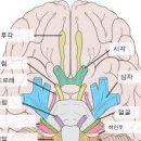 삼차신경통 통증 원인 및 증상 치료 완치 방법 이미지