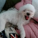 나의 코코 이미지