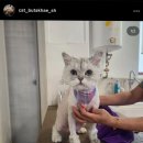 야옹아 부탁해 이미지