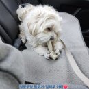 포동이 펫살롱 이미지