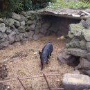 제주똥돼지 이미지