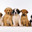 뚱강아지 이미지