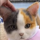 쓰담쓰담반려동물공예